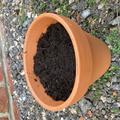 A terracotta pot filled with compost