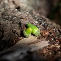 Two acorns rest upon a large oak root