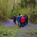 A group of people gathered within the woods, standing surrounded by bluebells