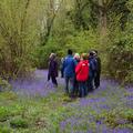 A group of people gathered within the woods, standing surrounded by bluebells