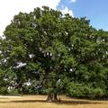 An ancient oak tree in Kirtlington park