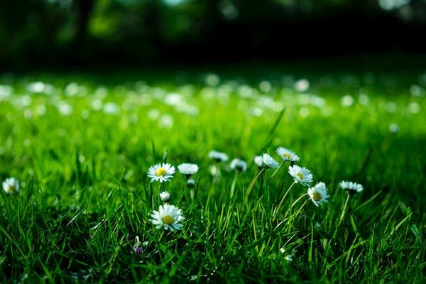 park farm daisies