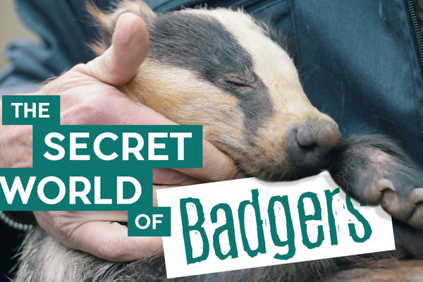 Title card: The Secret World of Badgers