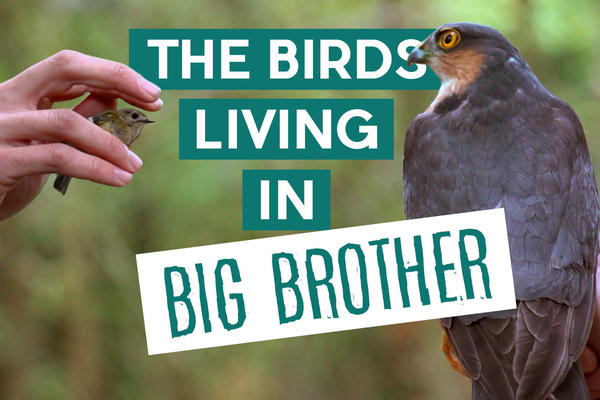 Title card: The Birds Living in Big Brother