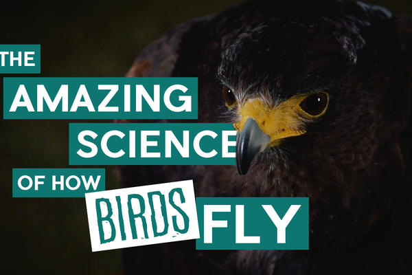 Title card: The Amazing Science of How Birds Fly