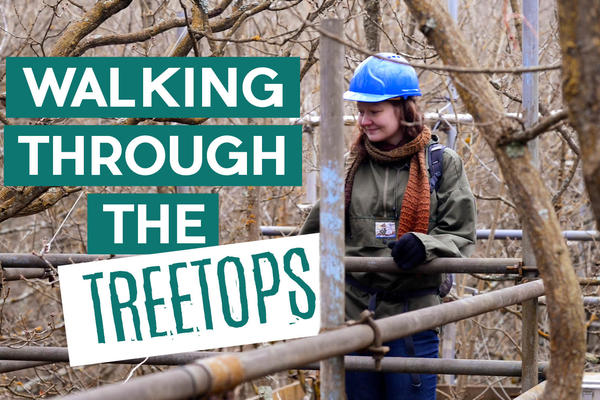 Title card: Walking Through the Treetops