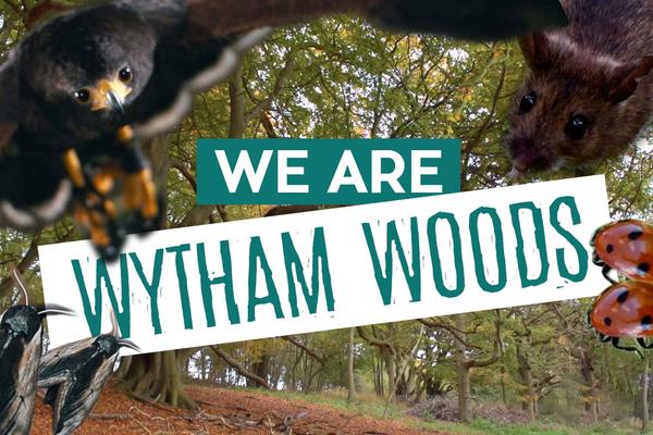 Title card: We Are Wytham Woods