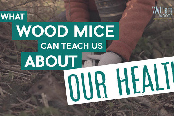 A title card: What Wood Mice Can Teach Us About Our Health, with a mouse being released in the background