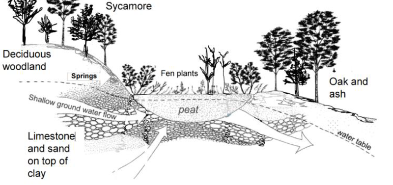 Diagram of Fen Land (wetlands) dipicting layers of soil, limestone, clay and various tree.