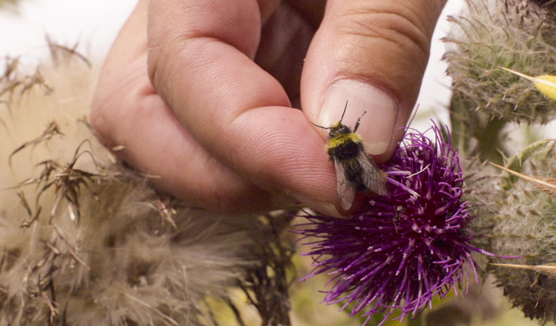Steven Falk handles a bee