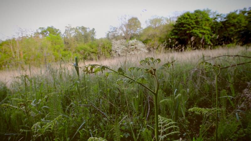 Photo of the Marley Fen peatland