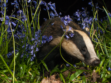 Badger Watch at Wytham Woods