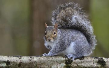 Grey squirrel (Sciurus carolinensis)