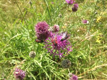 Bee on a dark pink flower, surrounded by green grass