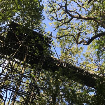 Canopy walkway as seen from the ground