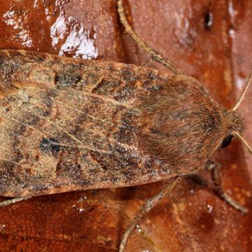 Chestnut moth (Conistra vaccinii)