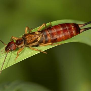 Earwig (Forficula auricularia)