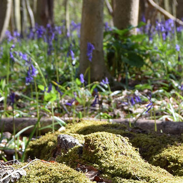 Image of logs lying on the ground covered in moss with bluebells in the distance
