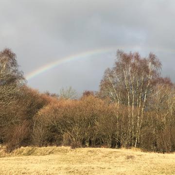 A rainbow over the trees in Wytham Woods