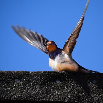 Image of swallow taking flight