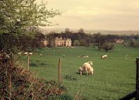 Image of Wytham Abbey and Park across a field of grass, sheep and lambs