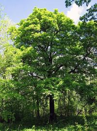 500px sorbus torminalis full tree