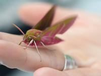 National Moth Week