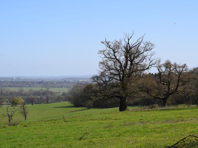 wytham woods  generic
