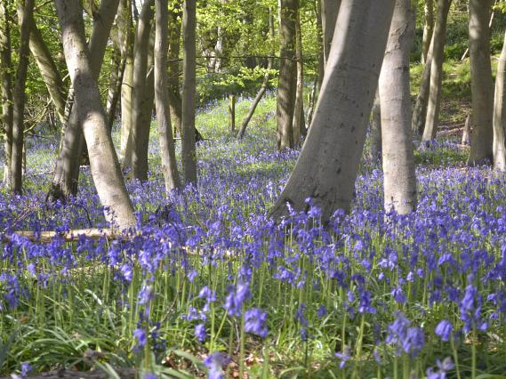 wytham woods