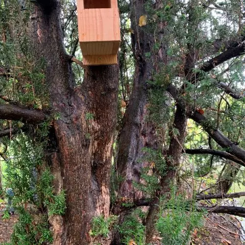 A new bird box at Court Place Gardens