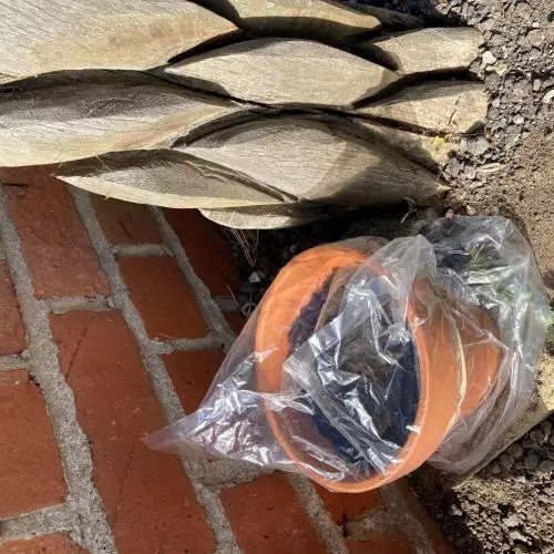 A terracotta plant pot with a plastic bag secured over the top of it.