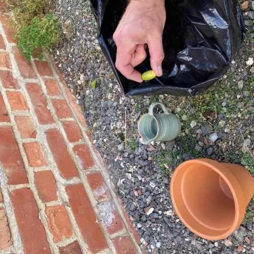 acorn planting