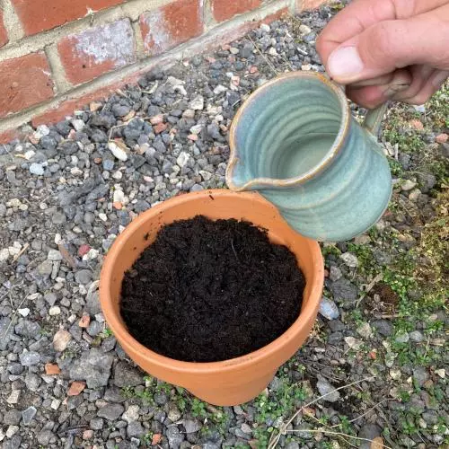 A terracotta plant pot filled with compost, being dampened by water poured from a jug