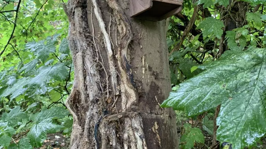 A new bird box at Court Place Gardens