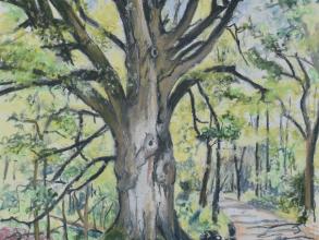 Beech tree